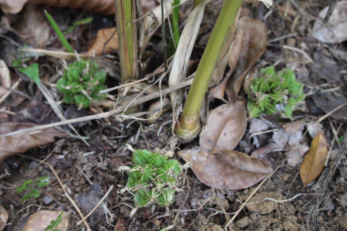 Amomum pterocarpum Thwaites